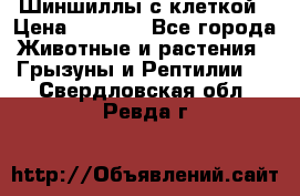 Шиншиллы с клеткой › Цена ­ 8 000 - Все города Животные и растения » Грызуны и Рептилии   . Свердловская обл.,Ревда г.